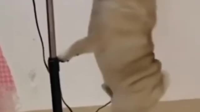 Dog Funny video 2022 | best animal fanny video