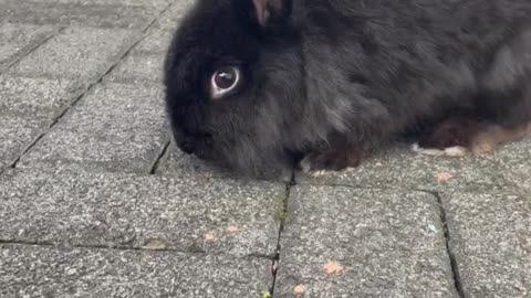 Bunny Shadow !