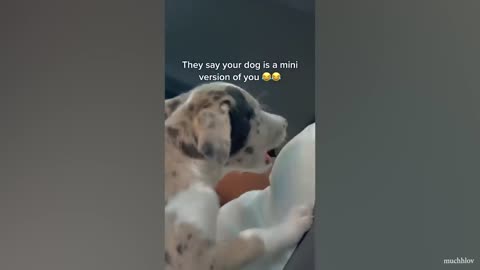 Get a dog, these moments you will have ! 🤣_HD