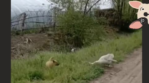 The duck protects its children!