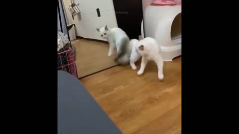 Funny animals - Funny cats / dogs - Funny animal videos
