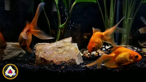Aquarium VIDEO RELAXING