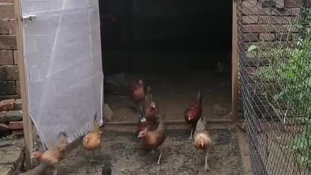 What The Heck | Animals
