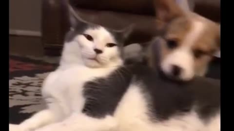 Dog and Cat are Best Friends 😸🐶 Funny Cat and Dog Vines COMBINATION | Animal lover