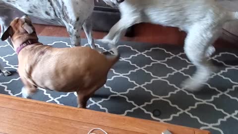 Pittbull, Great Dane & poodle playing rough!