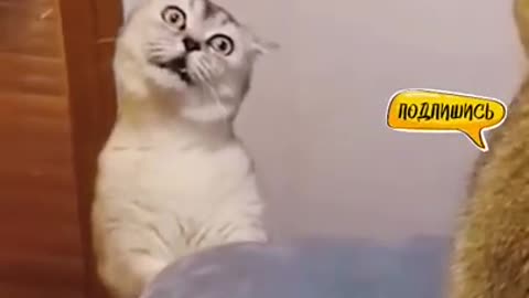 Funny cat arguing