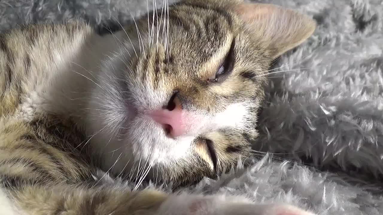 Kitten Rudolph Is in REM Sleep