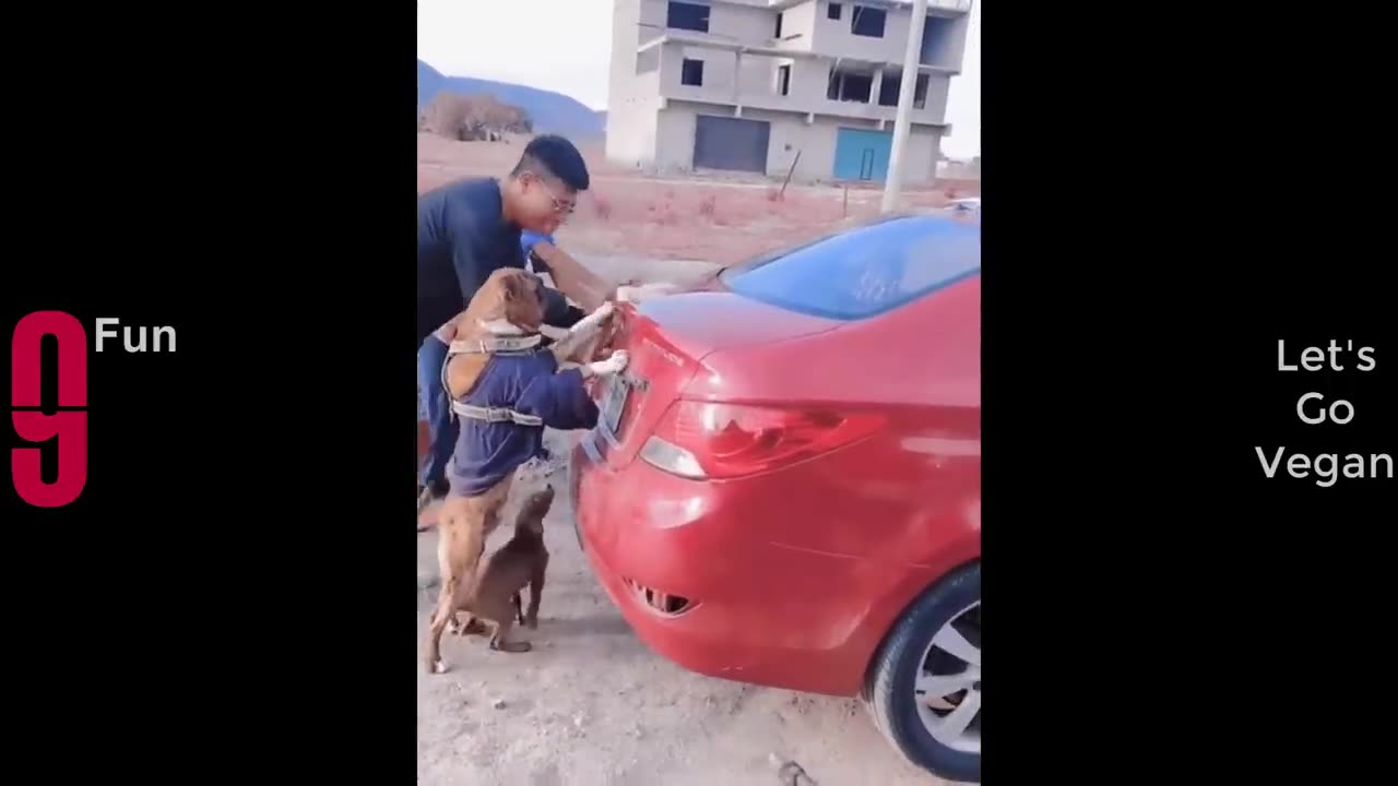 BEST FUNNY VIDEOS . DON'T TRY TO LAUGH # FUNNY VIDEO # BEST FAILS