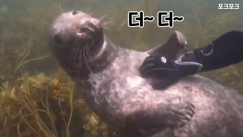 A seal who's holding someone's hand for the first time and acting cute to dance.