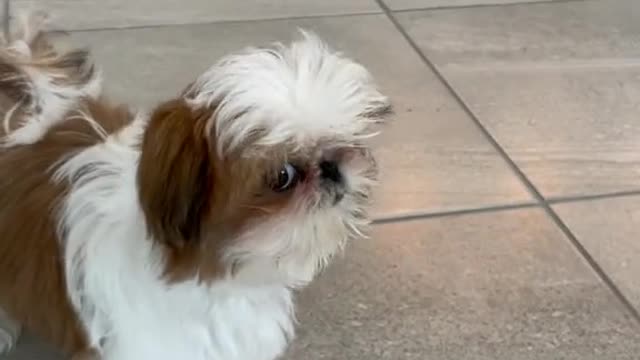 Shih Tzu Scared From This Sound 😂😂😂😂