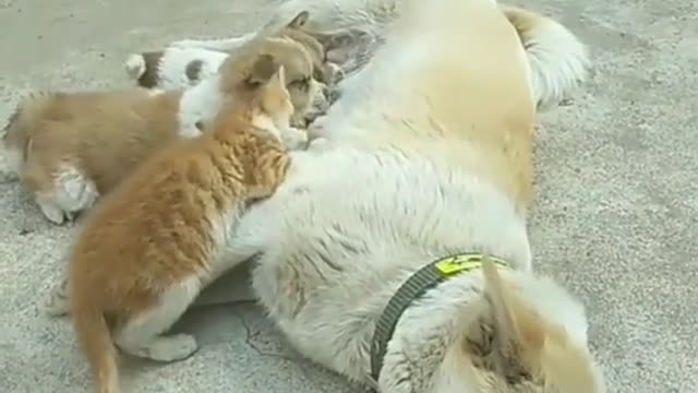pets_lover108 ❤️❤️❤️❤️.....