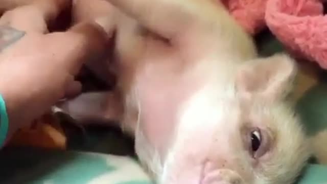 .A pig lying on a bed.