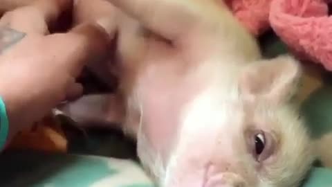 .A pig lying on a bed.