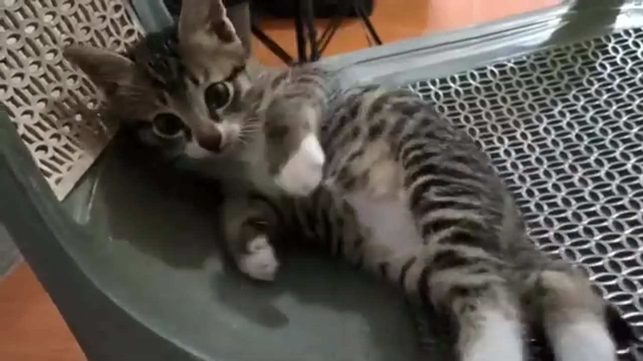 Cute kitten V.9