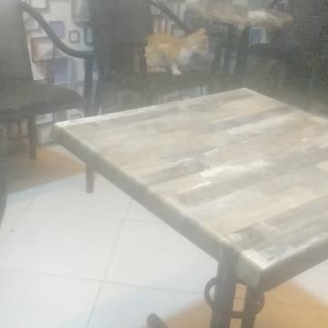 Shahrukh Khan the cat came to the café to entertain us