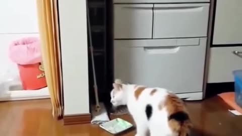 New Funny cats