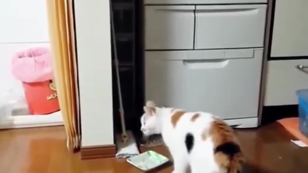 New Funny cats