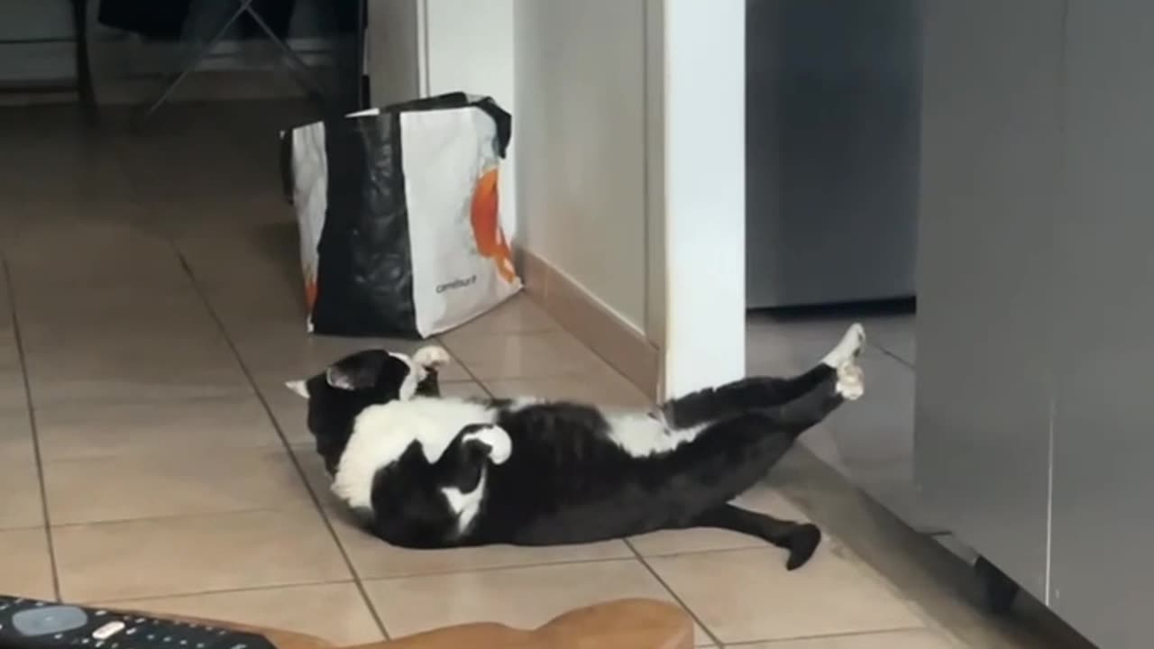 Cat Tries Sit-ups To Get In Shape