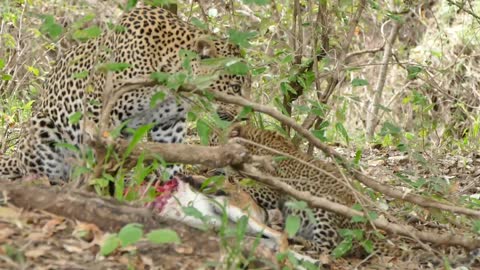 MOTHER LEOPARD ENJOING FOOD WITH HER CHILDREN