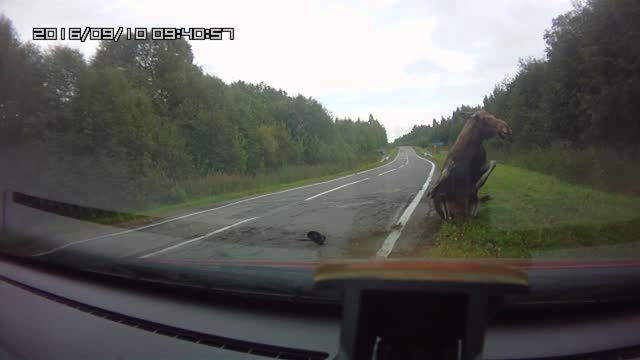 Moose Hit By Car