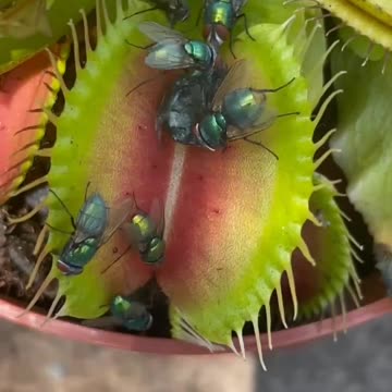 Venus fly trap - Carnivorous plant