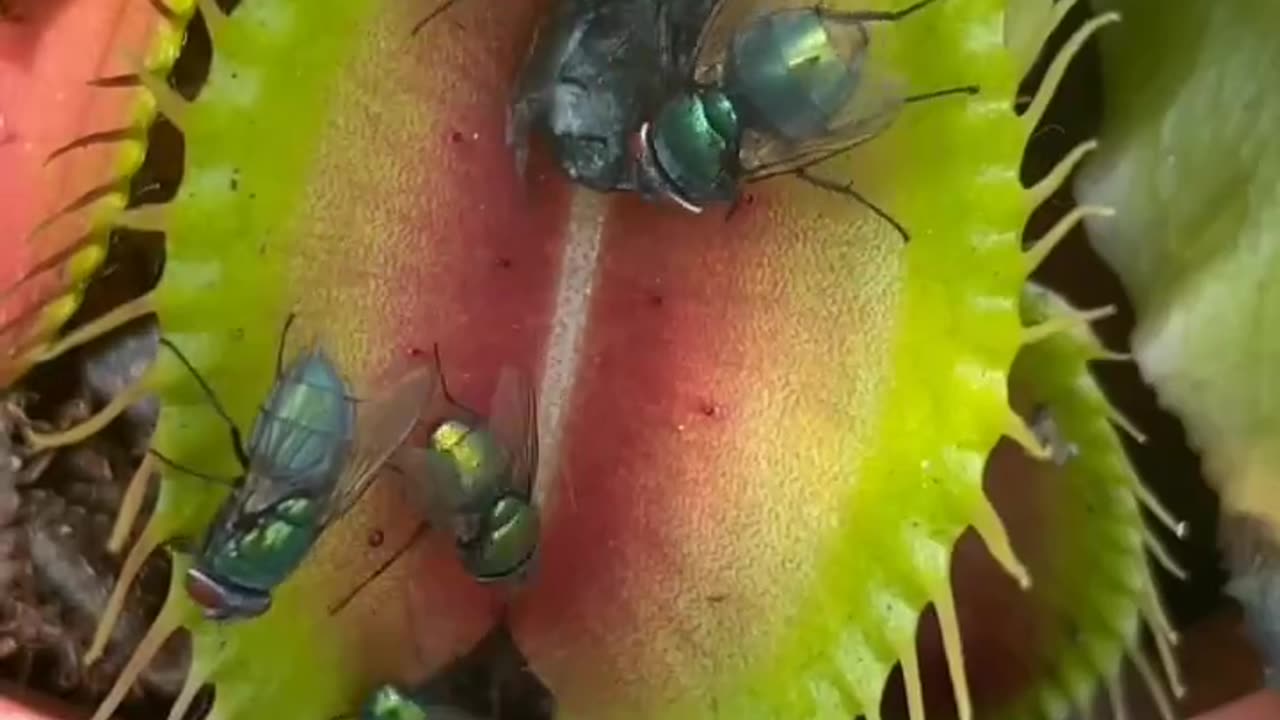 Venus fly trap - Carnivorous plant