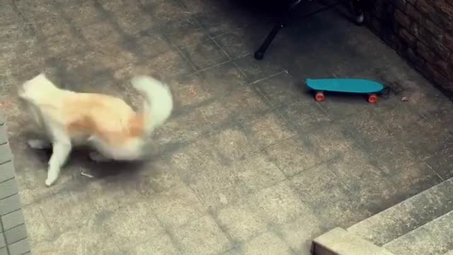 Cutest little puppy discovers creative way to play Kattjo24 Published July 16,