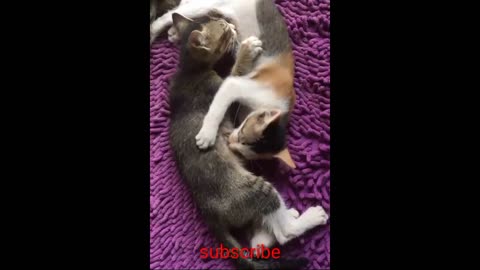 Funny cat videos cute cat 😸