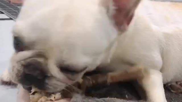 This is his lunch, a big bone