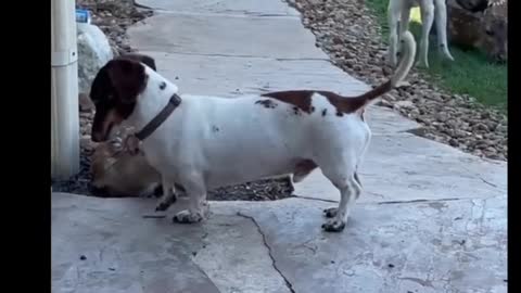 Dogs and deer live together in perfect harmony