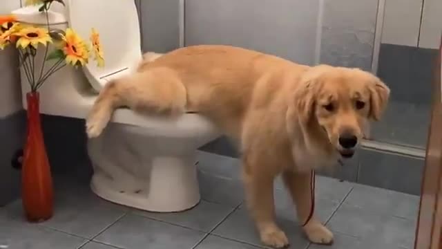 Dog doing wee-wee in funny way