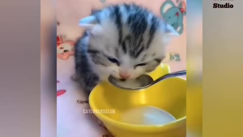 Cute Lovely Cats ।।‌‍‍ Lovely Cat Compilation 60 seconds of relaxing video