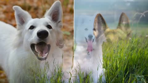 beautiful White Dogs