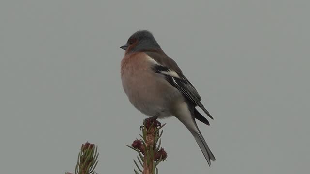 Beautiful and gentle bird on a tree branch