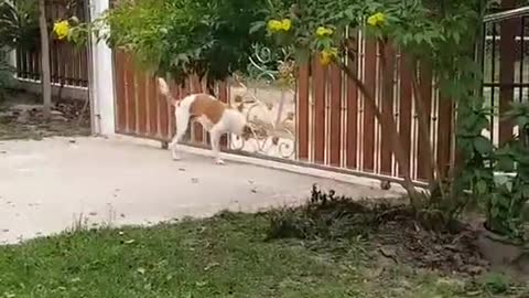 Three-Legged Dog Opens Gate with its Head