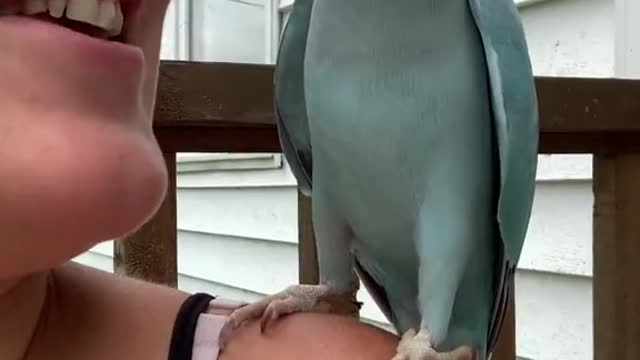 Parrot Lovers: Talking bluebird! 😍