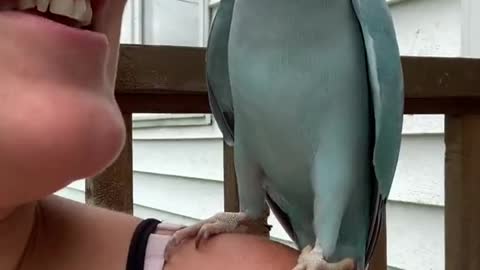 Parrot Lovers: Talking bluebird! 😍