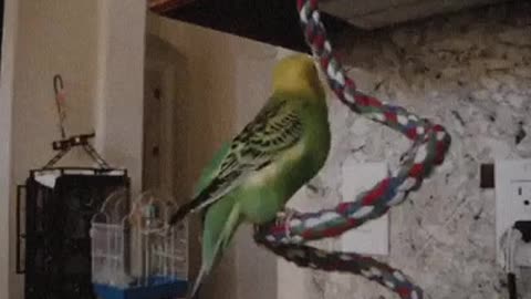 Talking Parakeet