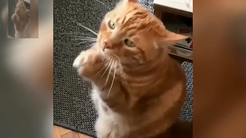 A begging cat