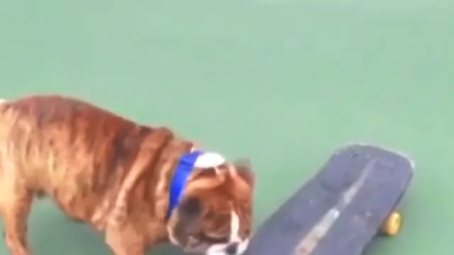 Doggie rides Skateboard