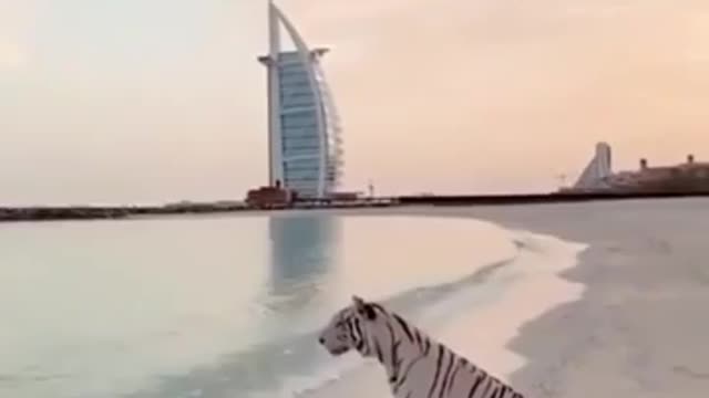 Its happens only in Dubai,wild animals walking through Jumeira Beach freely