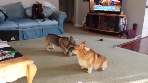 Corgi & Swedish Vallhund Play 2