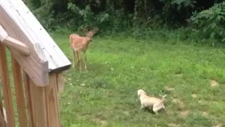 Bella vs Deer