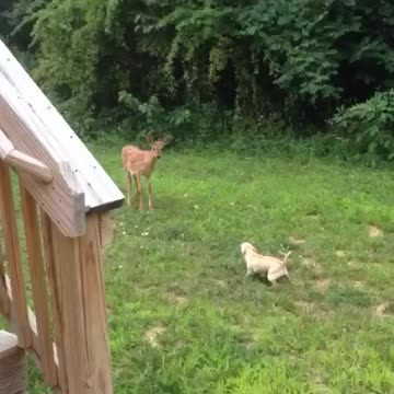 Bella vs Deer