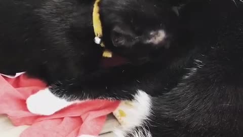Cat licks other cat's chest