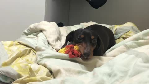 Our puppy duck is eating deliciously! (Dachshund)