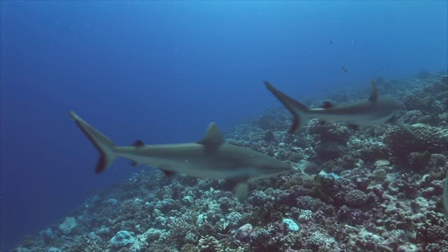 Gray reef sharks on a coral reef