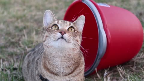 Crazy kitty chirps at the birds in the tree cat 🐱🐱 shuite 🐈