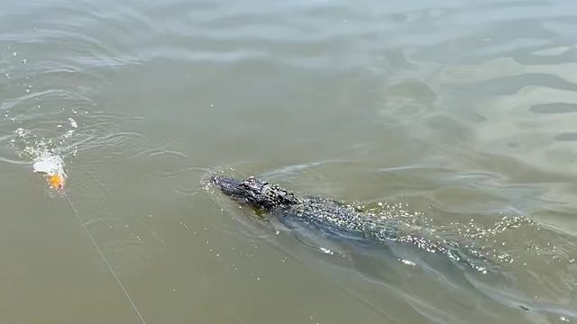 Gator Follows Fisherman's Popping Cork Closely