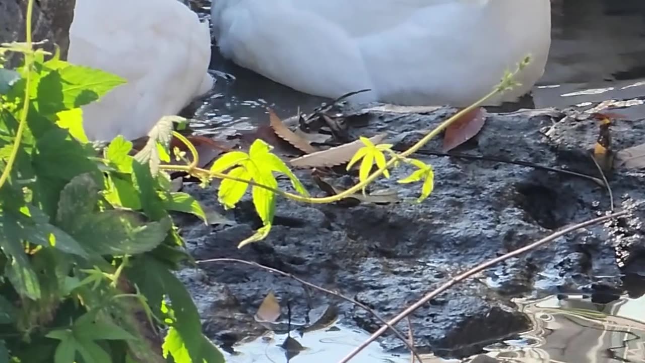 A trio of cute ducks in a cozy atmosphere